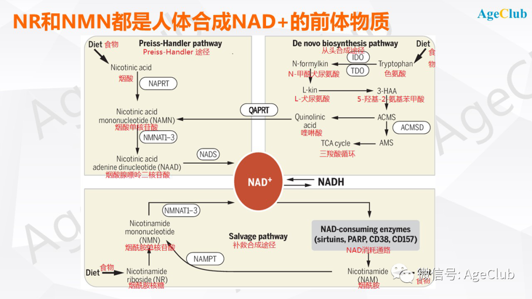 新知图谱, 中国NMN保健品行业迎来新机会